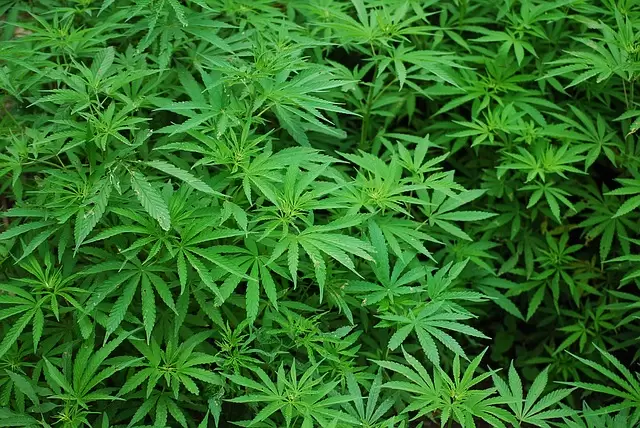 foliage-1157792_640