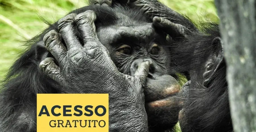 bonobo-2368873_12805855