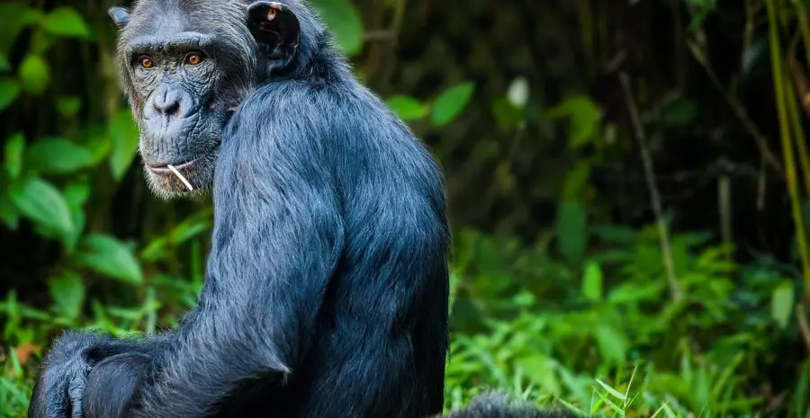 chimpanzee-1545010_1280