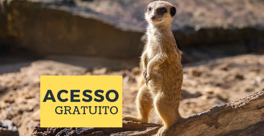 meerkat-7465819_12809879879