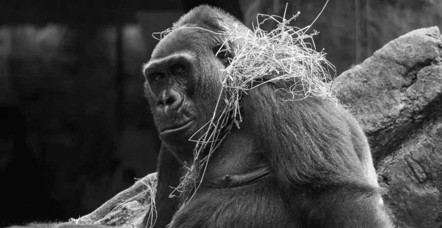 hiro_yagi-zoo-10014335